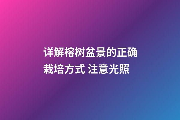 详解榕树盆景的正确栽培方式 注意光照